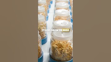 Types of Cordyceps  #mushroom #mushroompower