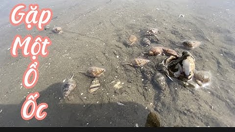 Trải nghiệm 1h bắt ốc ở biển Cần Giờ !! | Lang thang Cần Giờ |