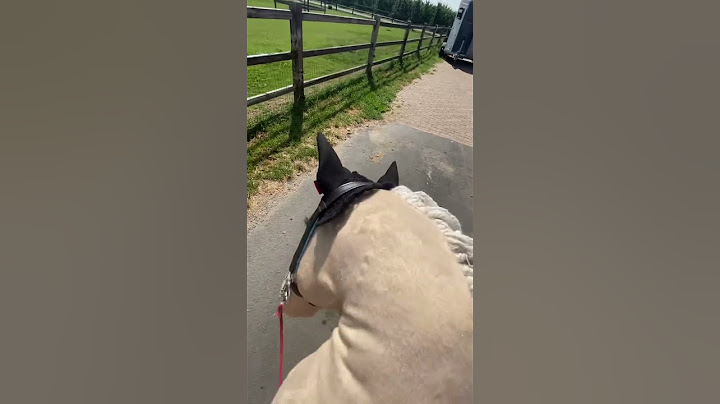 It was just a bird..😅😂 #horse #hobbyhorse #lol #joke #funny