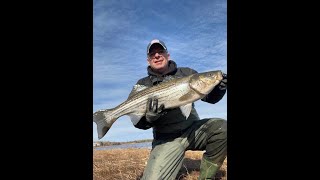 Striped Bass Fishing Miramichi 2024