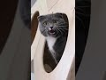 Puść ten dźwięk swojemu kotu, to do ciebie przyjdzie❕🐈 *𝗧𝗢 𝗡𝗔𝗣𝗥𝗔𝗪𝗗𝗘̨ 𝗗𝗭𝗜𝗔Ł𝗔!* #SHORTS