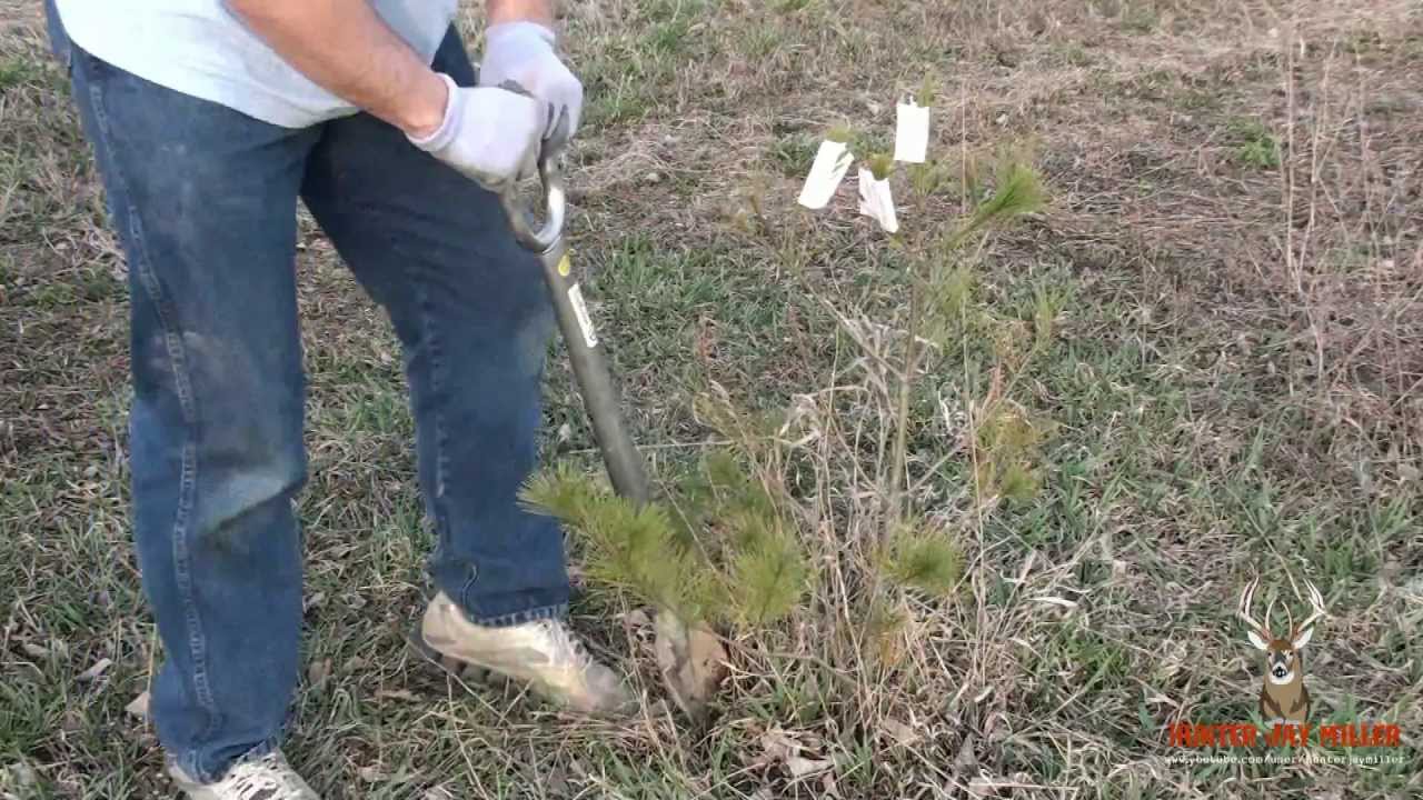 Transplanting Pines With King Of Spades Tree Planting Spade You Transplanting Pines With King Of Spades Tree Planting Spade