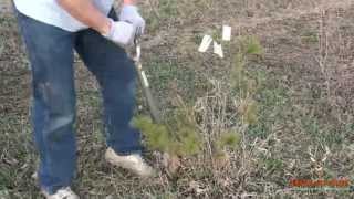 Transplanting Pines with King of Spades Tree Planting Spade