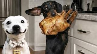 FUNNIEST CATS & DOGS VIDEOS 2026🐾5 HOURS OF HILARIOUS ANIMALS MOMENTS 🐶🐱