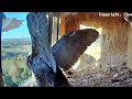 FalconCam Project~Prey drops! SLOMO  Kids blocking the entrance🤣~6:25 am 2023/11/12