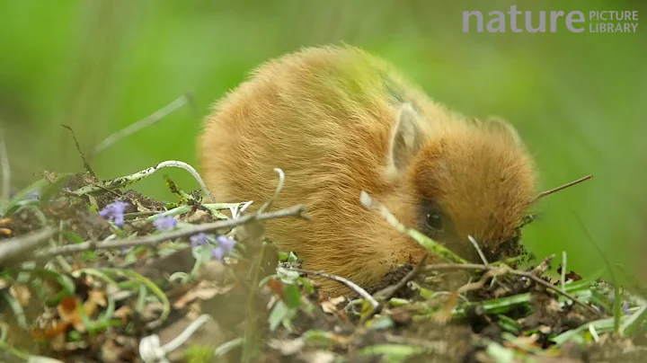 Close-up of a wild boar piglet feeding, Forest of Dean, Gloucestershire, England, UK, May.