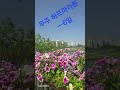 매일태화강달리기 #무주 하프마라톤 ㅡ6일.   #태화강의 봄의 절정....