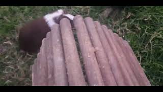 Grasstime while finishing the shelter by Cavy Central Guinea Pig Rescue with Lyn 578 views 11 months ago 5 minutes, 33 seconds