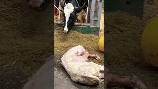 A mother wants her child #cows #calf #farm Maternal instinct