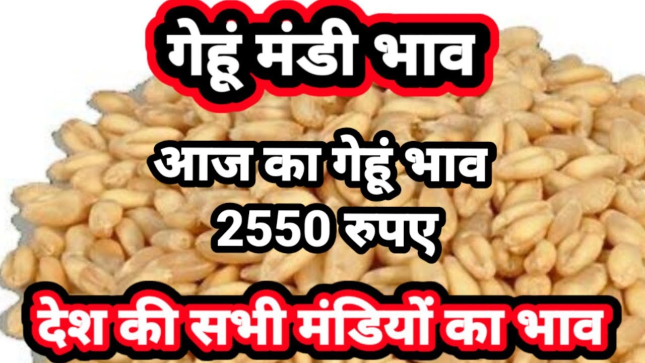 gehu bhav,aaj ka gehu bhav, गेहूं भाव आज का गेहूं भाव - YouTube
