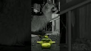 Hank the Tank 🦝💥 Feeder = GONE 😳