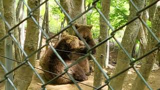 Η αρκούδες του Αρκτουρου μας χρειάζονται στηρίξτε την προσπάθεια του ΑΡΚΤΟΥΡΟΥ by Νίκος-Μάνος Α.Κοτζαμάνης  40 views 6 months ago 3 minutes, 21 seconds