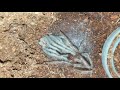 Tarantula Molt Time Lapse 20X Speed