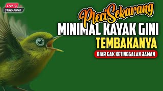 🔴 LIVE Masteran PLECI TEMBAKAN Jaman Now Biar Gak Ketinggalan Jaman   #masteranpleci