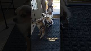 Run#889 back to the routine! #frannielife #frannieandthebeane #dogfriendly #cutedogs #chihuahuas