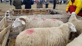 Выставка овец Молдова 2018. Анвар Рустемов +77017224679
