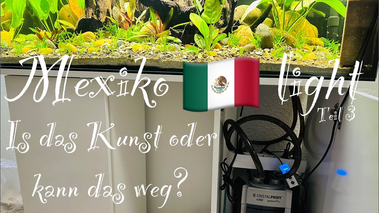 Kuddelmuddel 🇲🇽 Mexiko light Aquarium #aquarium #aquaristik