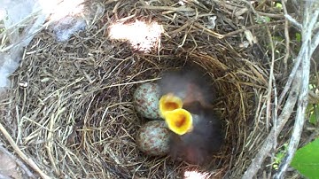MOCKINGBIRD NEST 05-18-2012