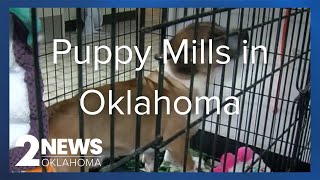 Dozens of dogs sent out of state after Mayes County puppy mill rescue