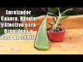 Enraizador Casero y Barato a Base de SÁBILA para Orquídeas || Orquiplanet