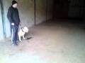 american bulldog red nose green eyes protection training 10 month old !!!!RUDI!!! american bulldog red nose green eyes protection training 10 month old !!!!RUDI!!!