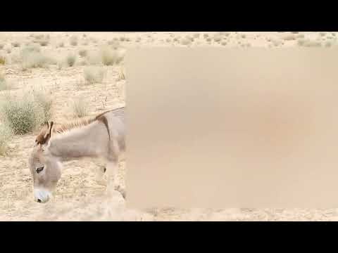 big white male donkey with female donkey in beautiful jungle