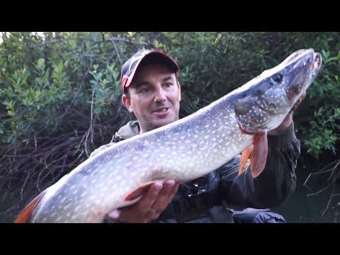 Рыбалка на малой реке | Щука на спиннинг | Трофей на микроречке