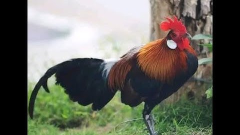 Gà rừng rặc nọc cực đẹp mùa 2024 2025....purebred jungle fowl