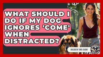 What Should I Do If My Dog Ignores 