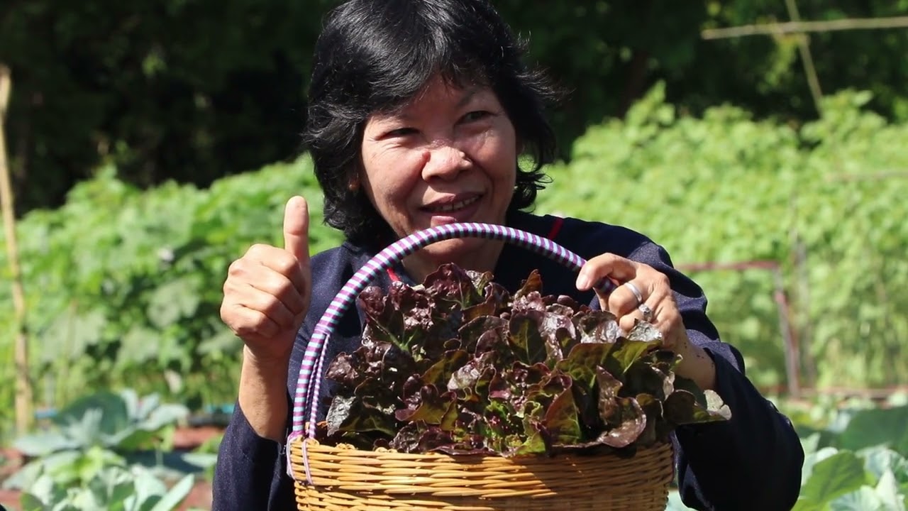 ชาวไท-ยวนดอนแร่ เปิดแปลงผักปลอดสารในวัด ชวนเที่ยวต๋าหลาดไท-ยวน ชิมปลาซาเตี้ยก้างนิ่ม