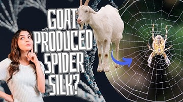 How Transgenic Goats Unleashed the Silk Revolution The Dramatic Saga of Spider Silk Production