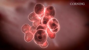 Corning® Matrigel® Matrix   Create More In Vivo Like 3D Cell Culture Environments