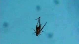 A Worm Comming Out Of A Cricket