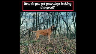 How Do You Get Good Looking Boerboels! #bigdog #dogbreed #guarddog #dogtraining #dog by Pawfextion 107 views 3 months ago 2 minutes, 4 seconds