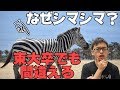 【生物学・文化人類学】「シマウマはなぜシマシマなの？」という子どもの問いに答えられますか？【夏休みの自由研究】