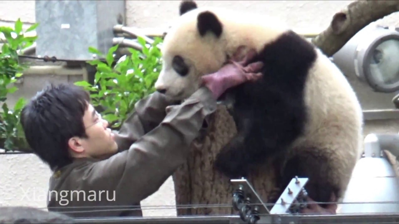 18 05 04 シャンシャン飼育員さんと格闘 Youtube 18 05 04 シャンシャン飼育員さんと格闘 Youtube
