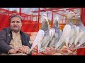 Ustad shabbir shahid labeled sialkot ki chat se breeder pigeons 03008611356