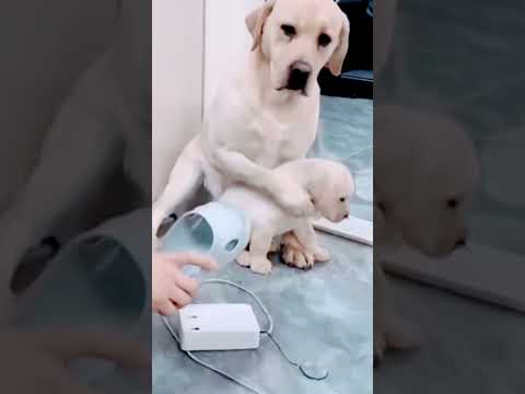 المقطع الذي قطع القلوب ليس لق س اة القلوب   