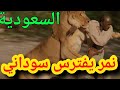 شاهد حقيقة فيديو نمر يفترس سوداني في حديقة الملز بالرياض نمر حديقة الحيوان