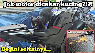 Tips Agar Kucing Tidak Mencakar Jok Motor Lagi‼️
