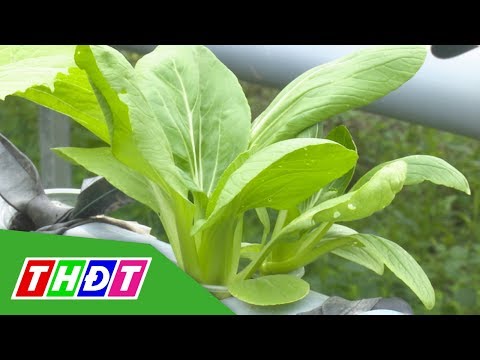 Video Khởi nghiệp từ mô hình trồng rau thủy canh hồi lưu |... - youtube