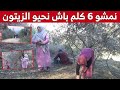 خالتي فاطمة من جيجل م سن ة تمشي عدة كيلومترات يوميا لجني الزيتون شاهد