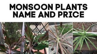 Monsoon plants for home/Plants shopping/Plants with name and price /Monsoon planting/Shresth Kitchen