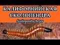 СКОЛОПЕНДРЫ - Ядовитые хищницы