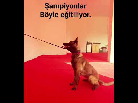 malinois eğitimi