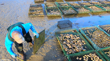 Cape Cod Native Shellfish Trailer