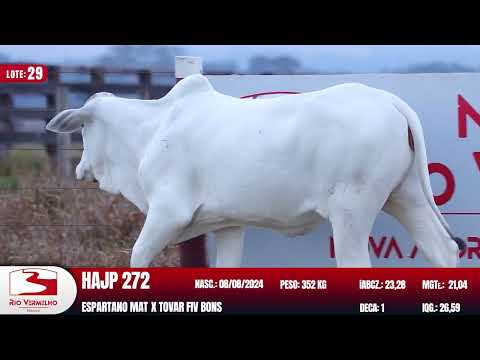 LOTE 29   HAJP 272