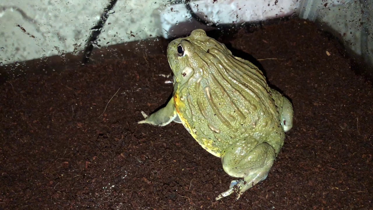 African Bullfrog Weekly Growth Episode 24 YouTube