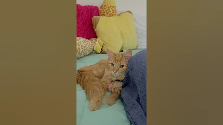 Video 8896691: mainecoon cutecat cat, beautiful mainecoon cat, mainecoon cat cute, girl mainecoon, pretty cat