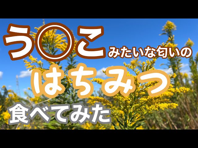 Goldenrod] I Tried Eating Smelly Honey - YouTube